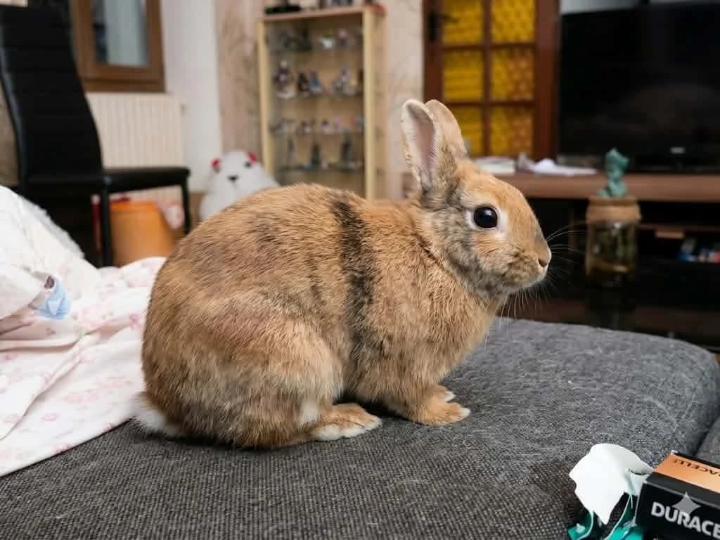 Versa, female young Mixed Breed for adoption at 1001 Âmes Animales