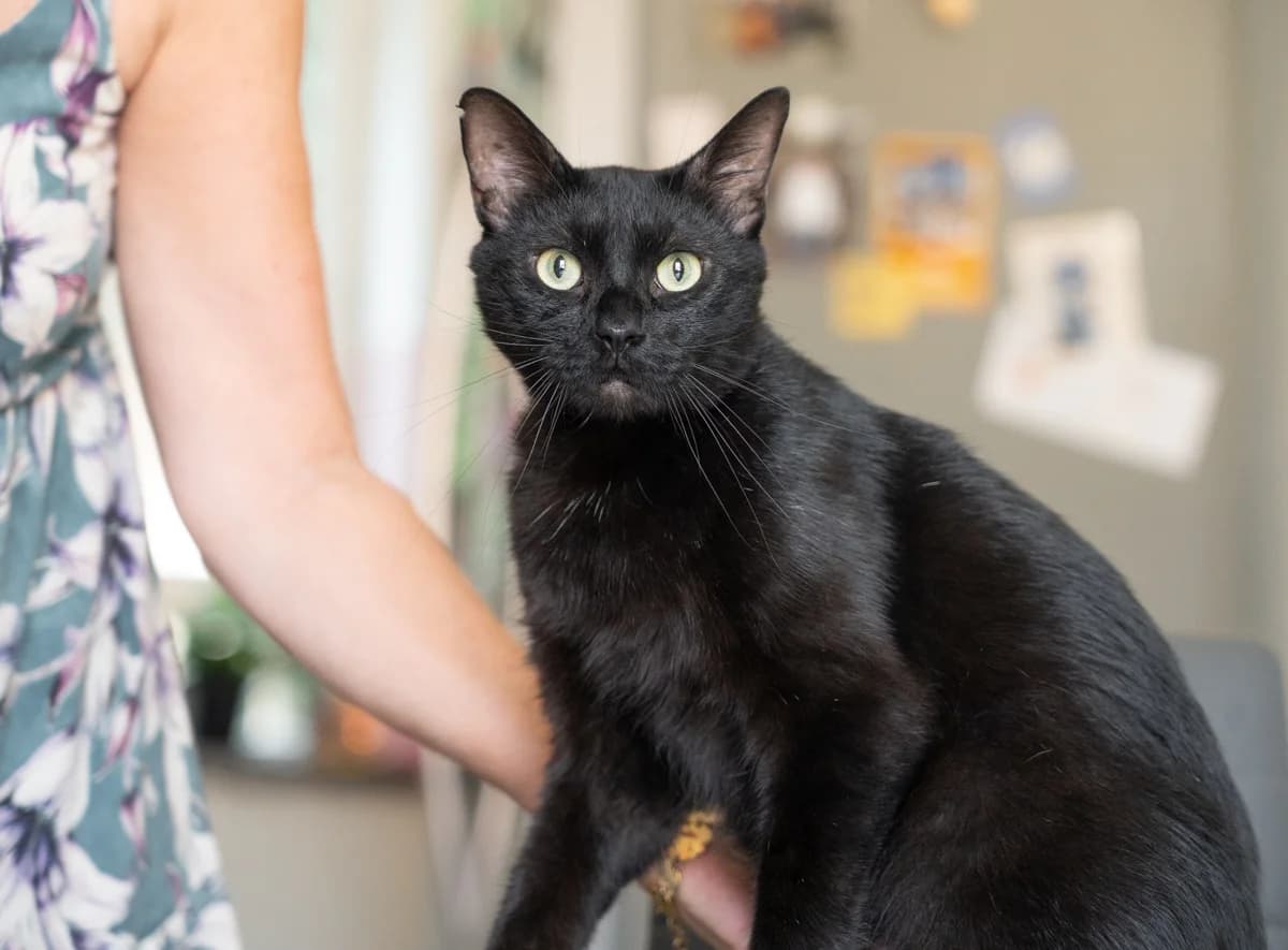 Saphir, male 6yo mixed breed for adoption at 1001 Âmes Animales