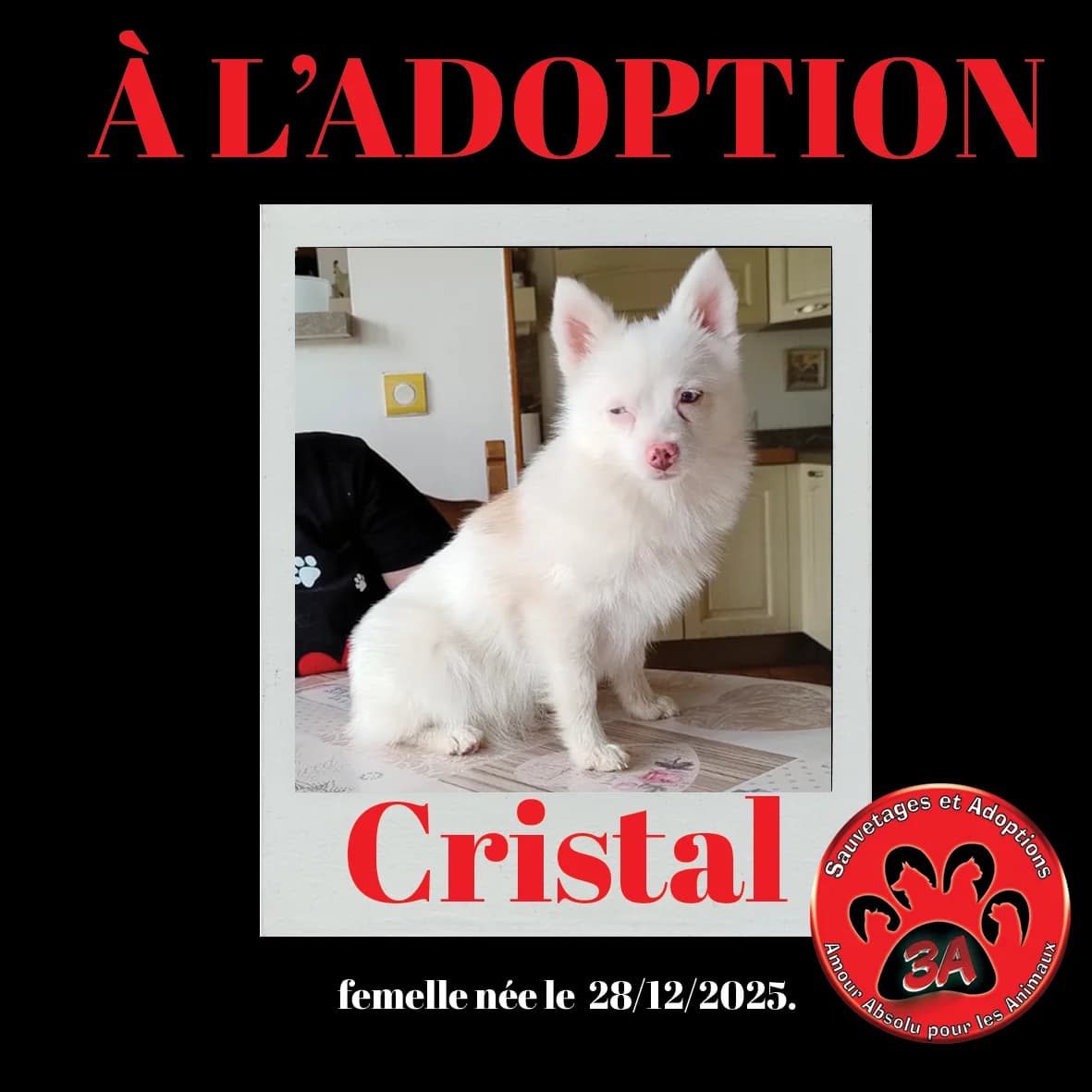 CRISTAL, mixed breed for adoption at Amour Absolu Pour Les Animaux (3A)