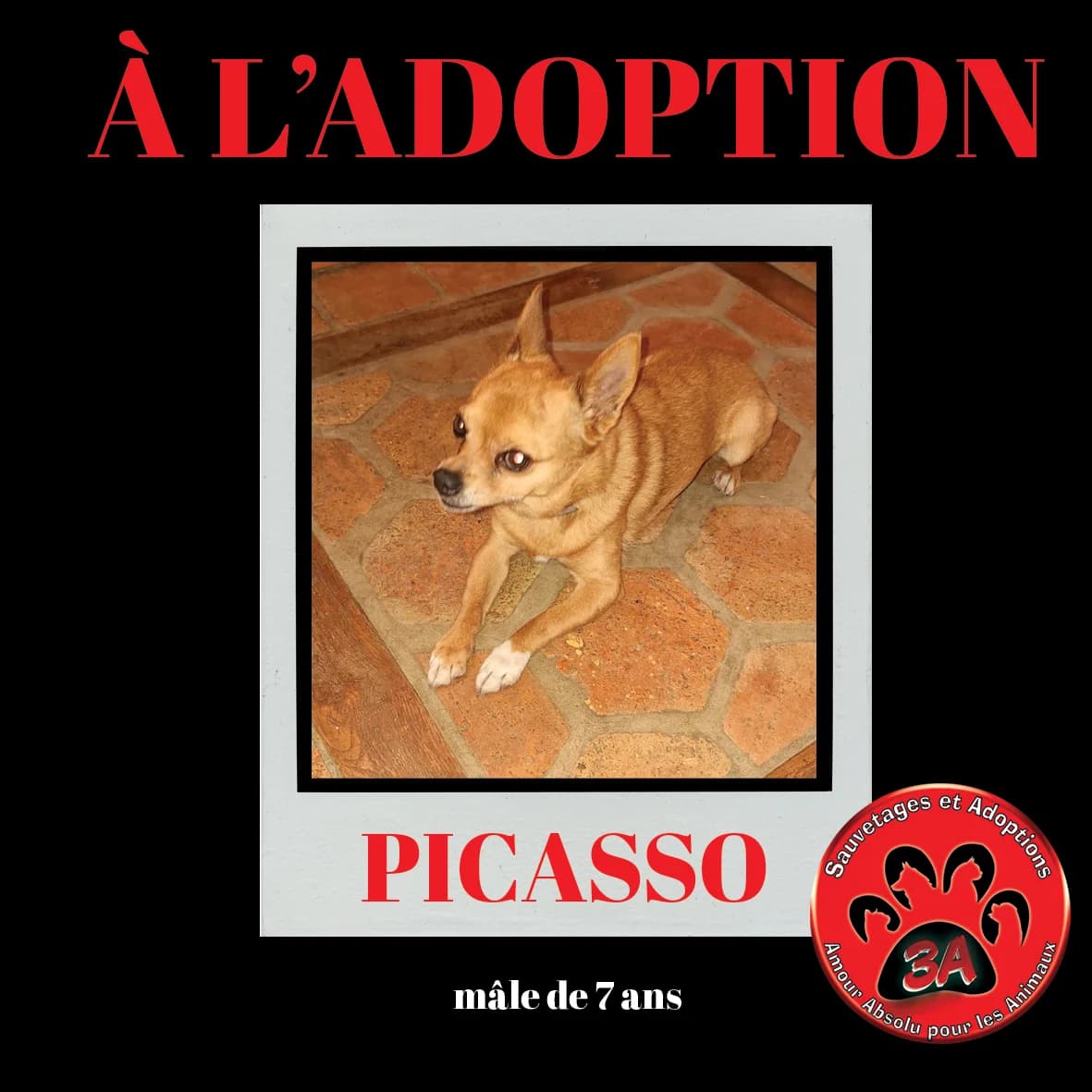 PICASSO, 7yo Chihuahua for adoption at Amour Absolu Pour Les Animaux (3A)