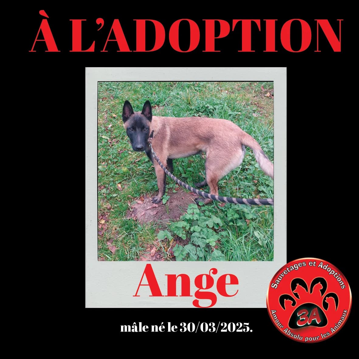 ANGE, young Belgian Malinois for adoption at Amour Absolu Pour Les Animaux (3A)