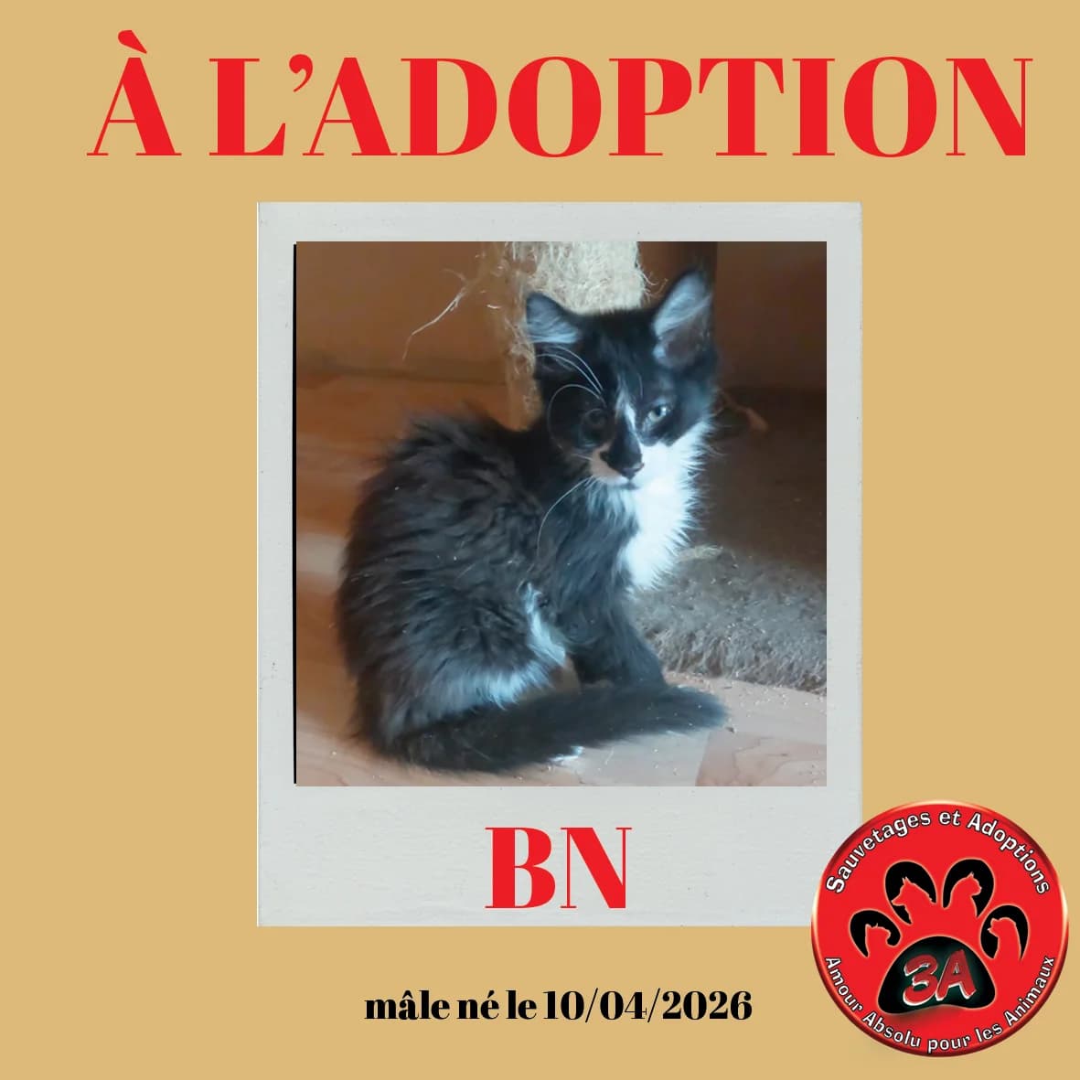 GABY, puppy mixed breed for adoption at Amour Absolu Pour Les Animaux (3A)