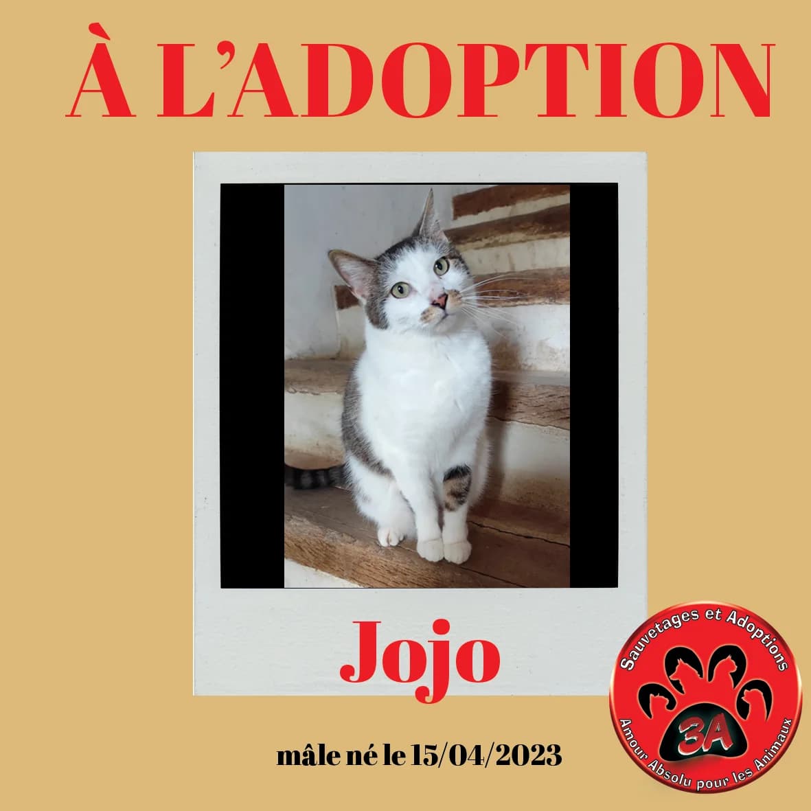 JOJO, mixed breed for adoption at Amour Absolu Pour Les Animaux (3A)