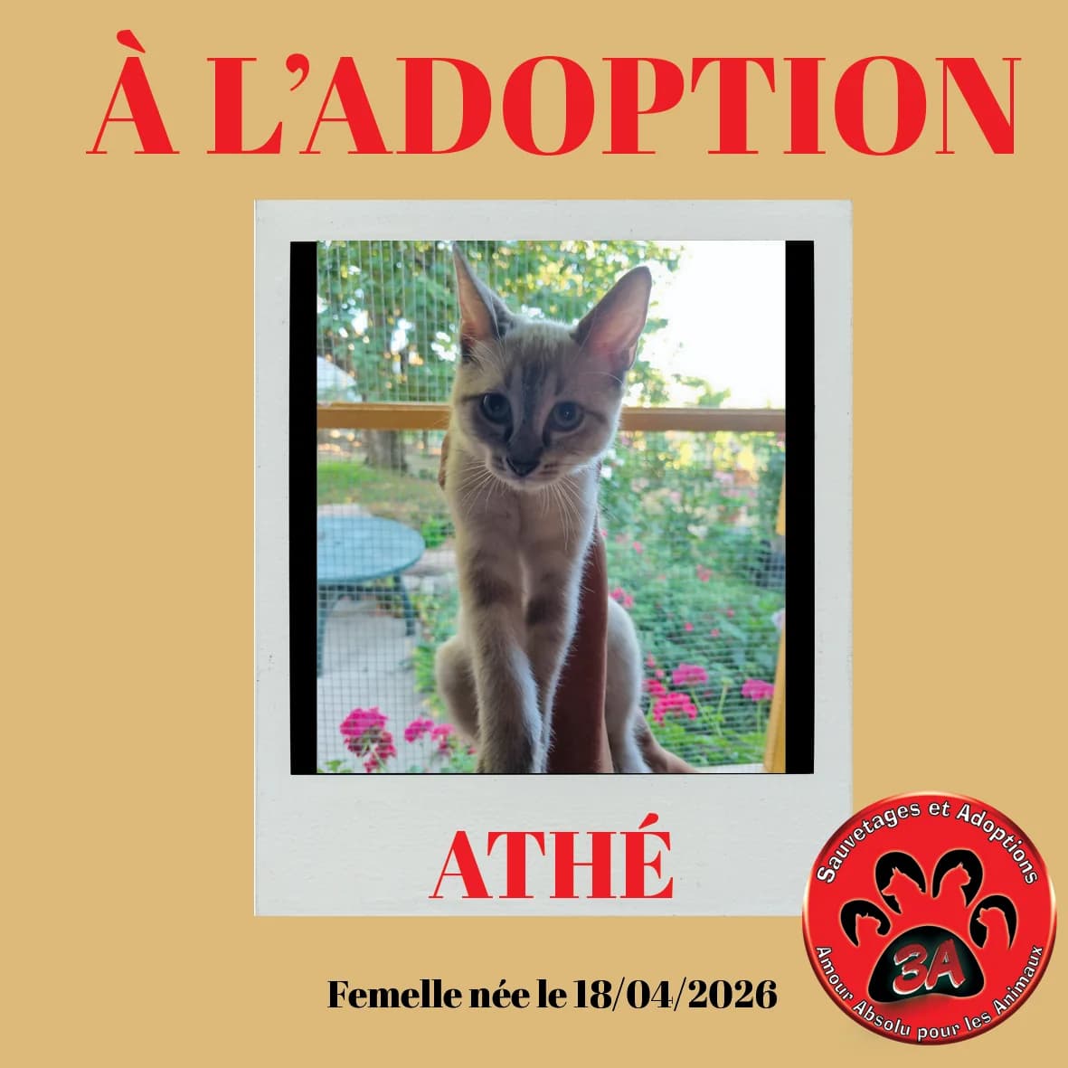 ATHE, puppy mixed breed for adoption at Amour Absolu Pour Les Animaux (3A)