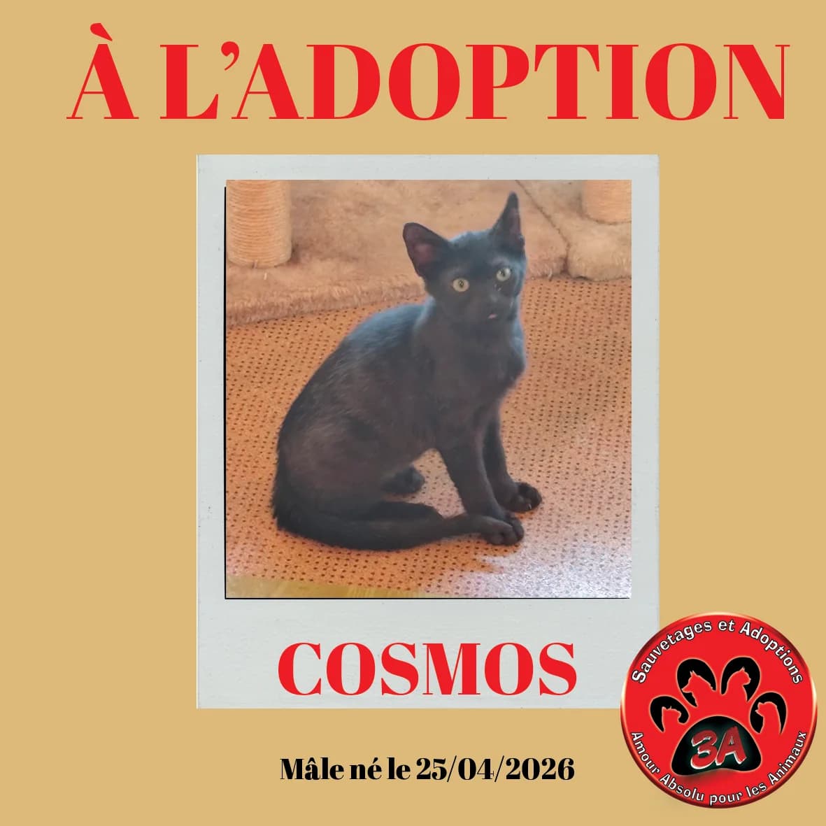 COMOS, mixed breed for adoption at Amour Absolu Pour Les Animaux (3A)