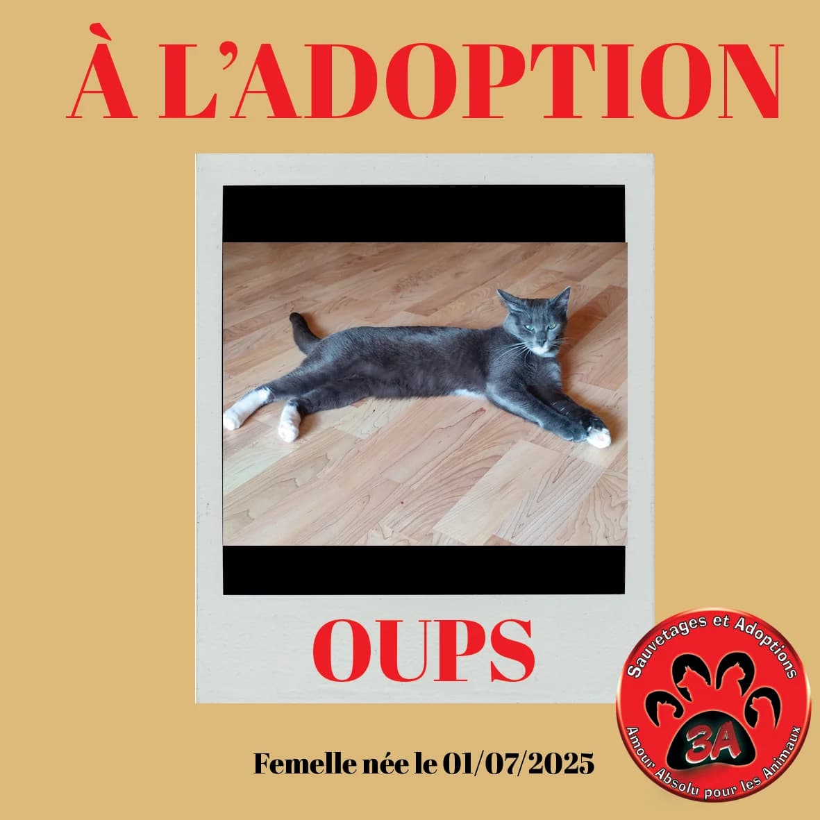 OUPS, mixed breed for adoption at Amour Absolu Pour Les Animaux (3A)