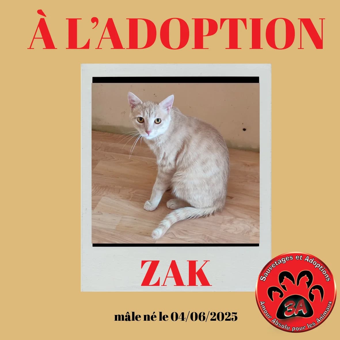 ZAK, young mixed breed for adoption at Amour Absolu Pour Les Animaux (3A)
