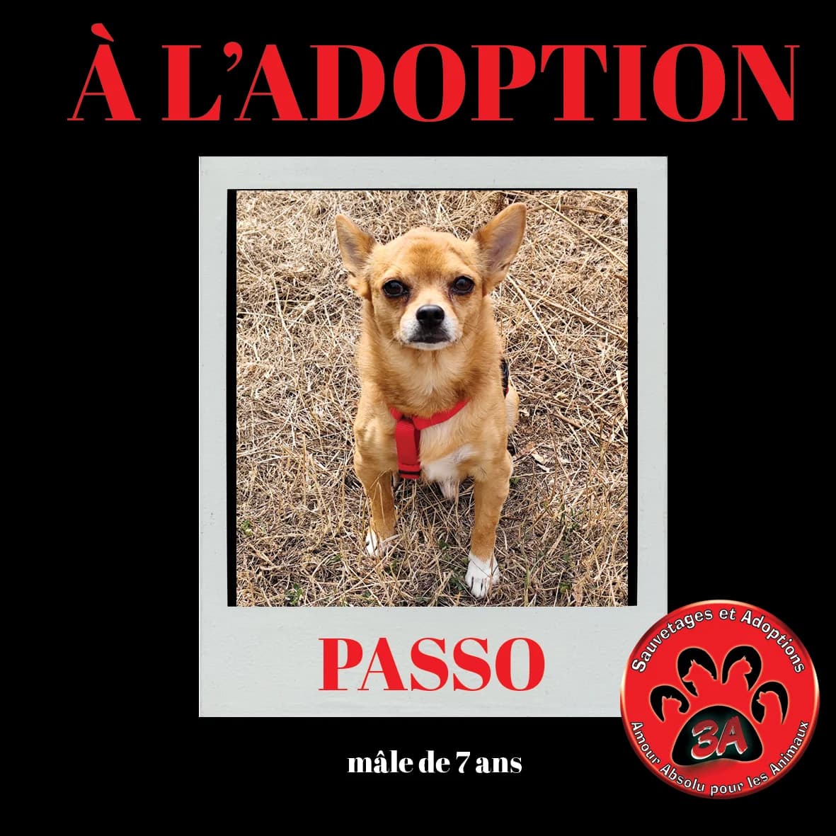 PASSO, 7yo mixed breed for adoption at Amour Absolu Pour Les Animaux (3A)