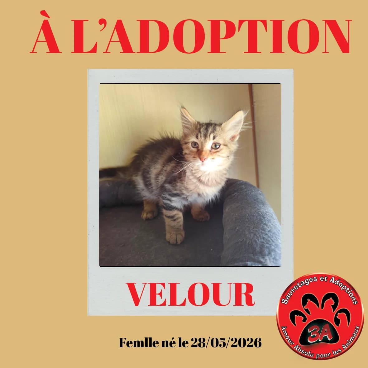 VELOUR, mixed breed for adoption at Amour Absolu Pour Les Animaux (3A)