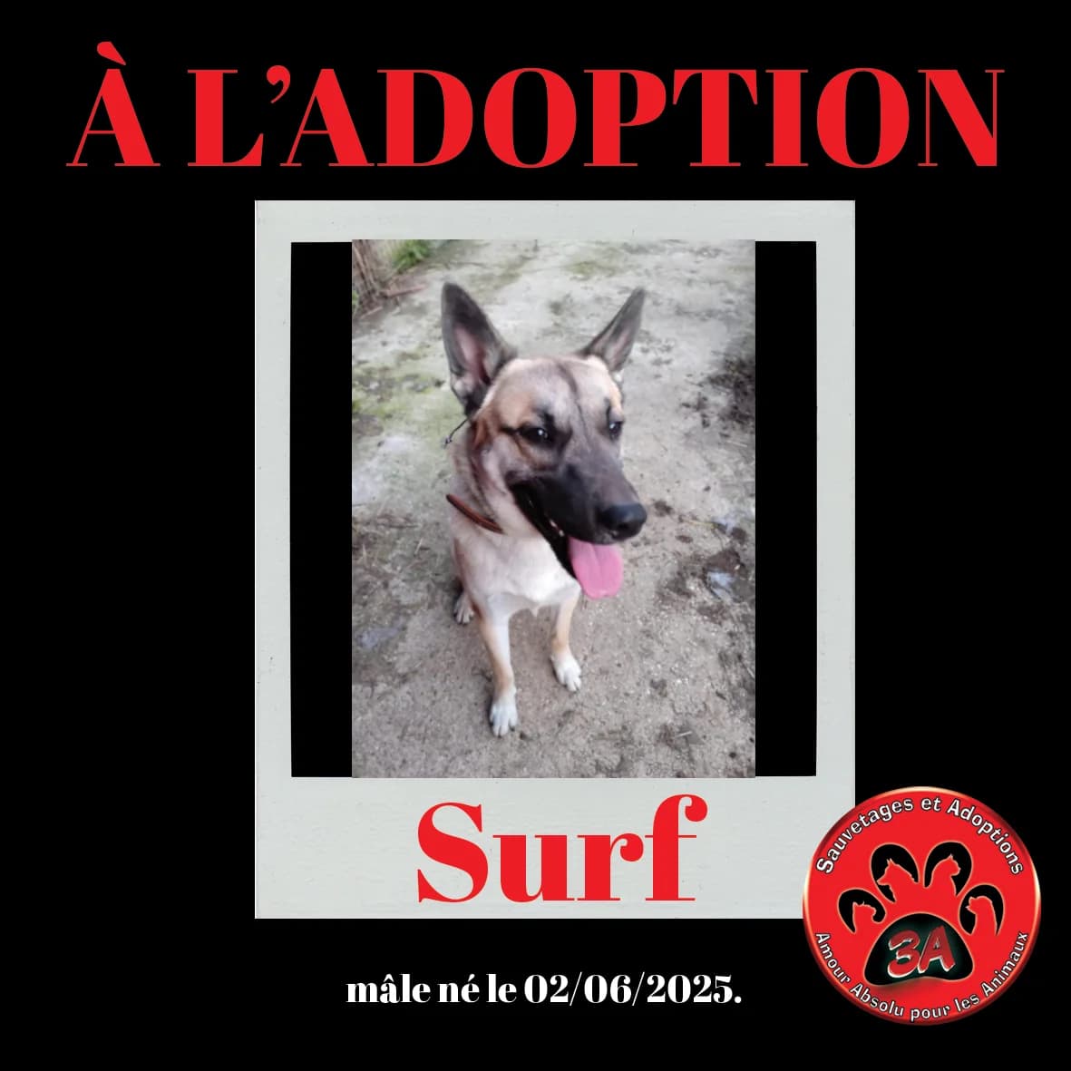 SURF, mixed breed for adoption at Amour Absolu Pour Les Animaux (3A)