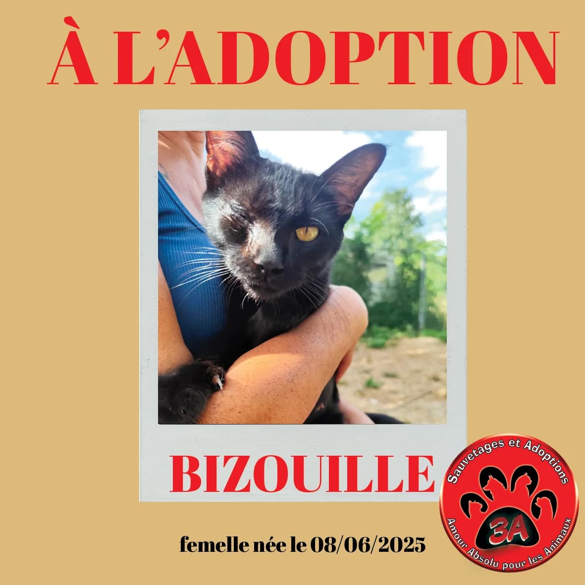 BIZOUILLE, mixed breed for adoption at Amour Absolu Pour Les Animaux (3A)