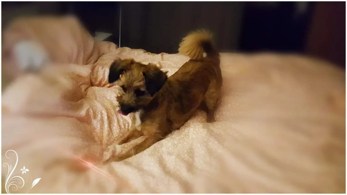 Nala, female senior mixed breed for adoption at 4 Pattes Sans Frontieres