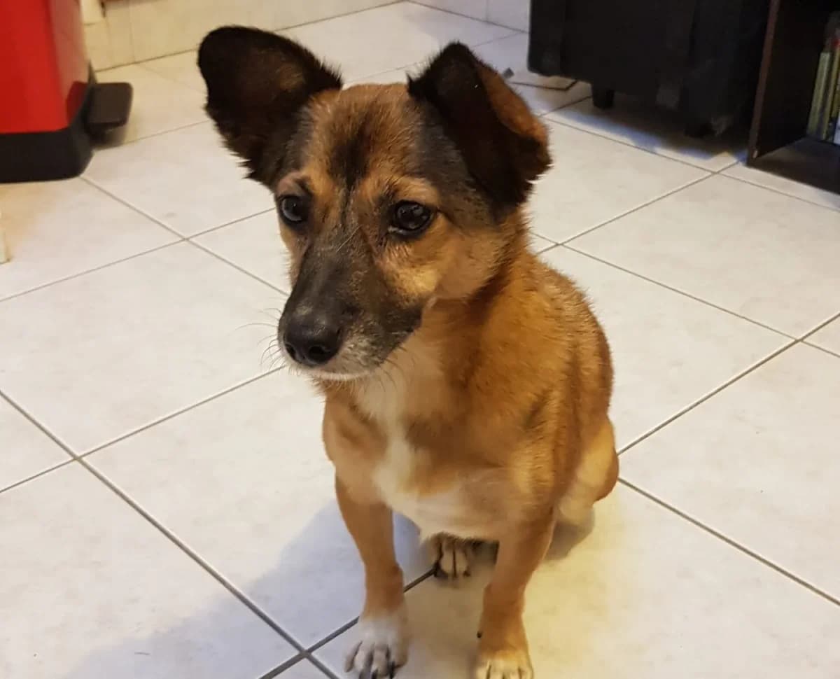 Rony, male Mixed Breed for adoption at 4 Pattes Sans Frontieres