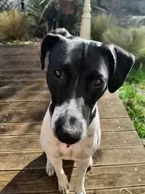 Lila, female young Border Collie for adoption at 4 Pattes Sans Frontieres