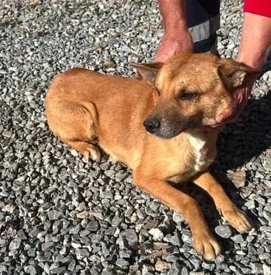 Aguacate, male Mixed Breed for adoption at 4 Pattes Sans Frontieres