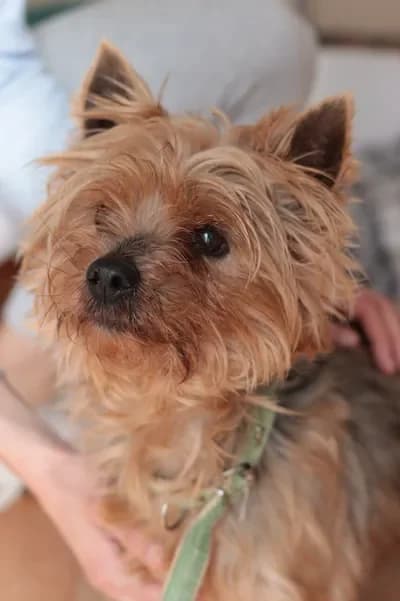 Alda, female 7yo Yorkshire Terrier for adoption at 4 Pattes Sans Frontieres