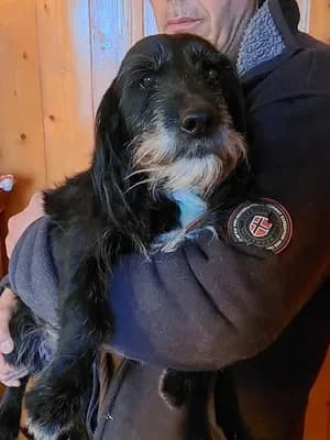 Arturo, male Mixed Breed for adoption at 4 Pattes Sans Frontieres