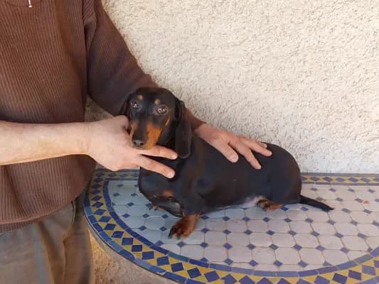 Ophélie, female young Dachshund for adoption at 4 Pattes Sans Frontieres