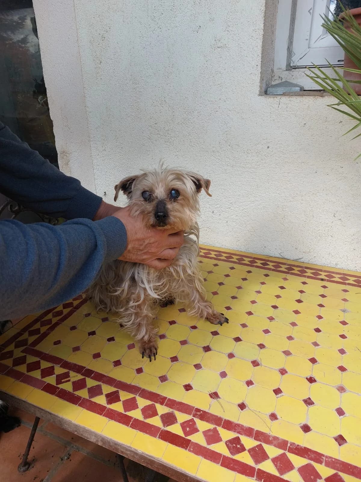 Minnie, female senior Yorkshire Terrier for adoption at 4 Pattes Sans Frontieres