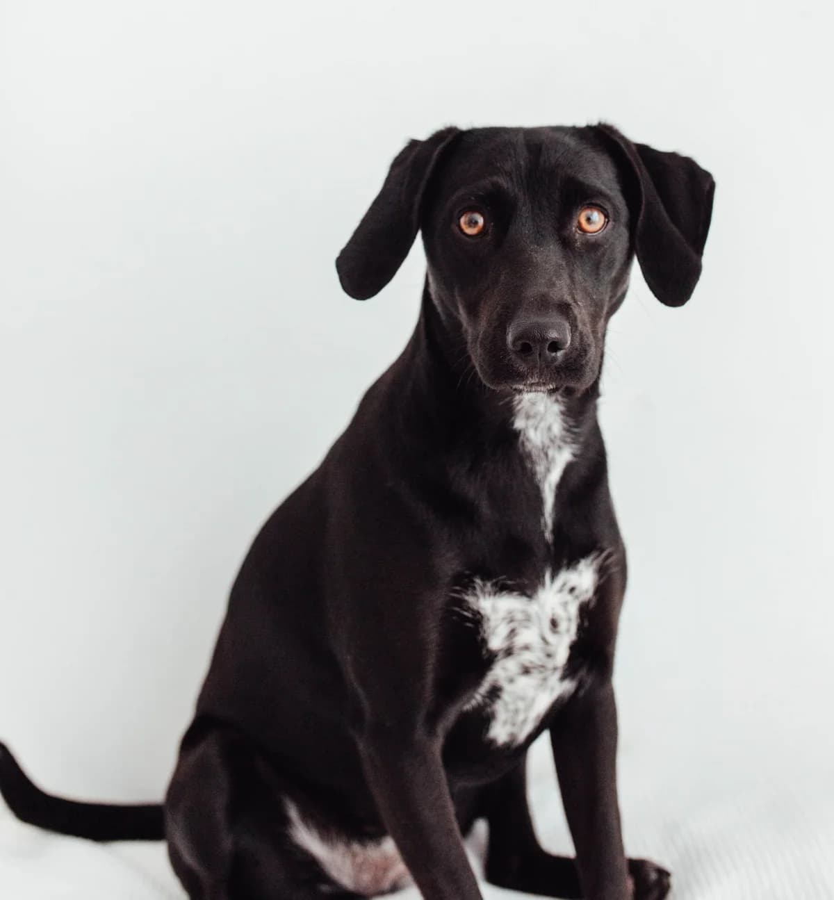 Titie, female young mixed breed for adoption at 4 Pattes Sans Frontieres