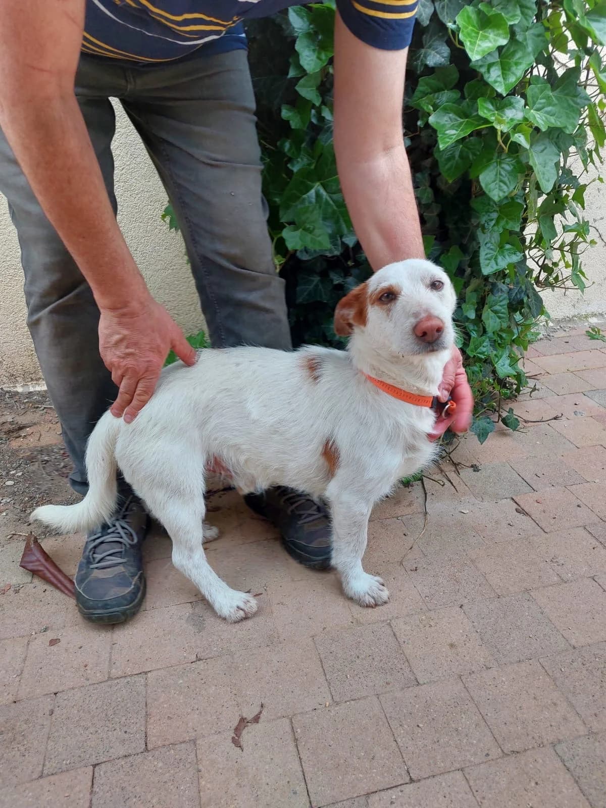 Yiyo, male 3yo Podenco for adoption at 4 Pattes Sans Frontieres