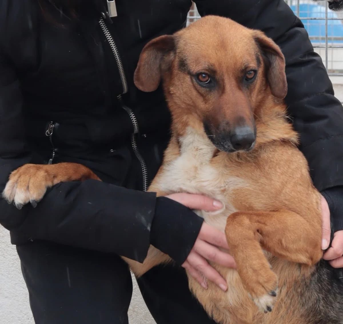 Cocoon, male 5yo Mixed Breed for adoption at 4 Pattes Sans Frontieres