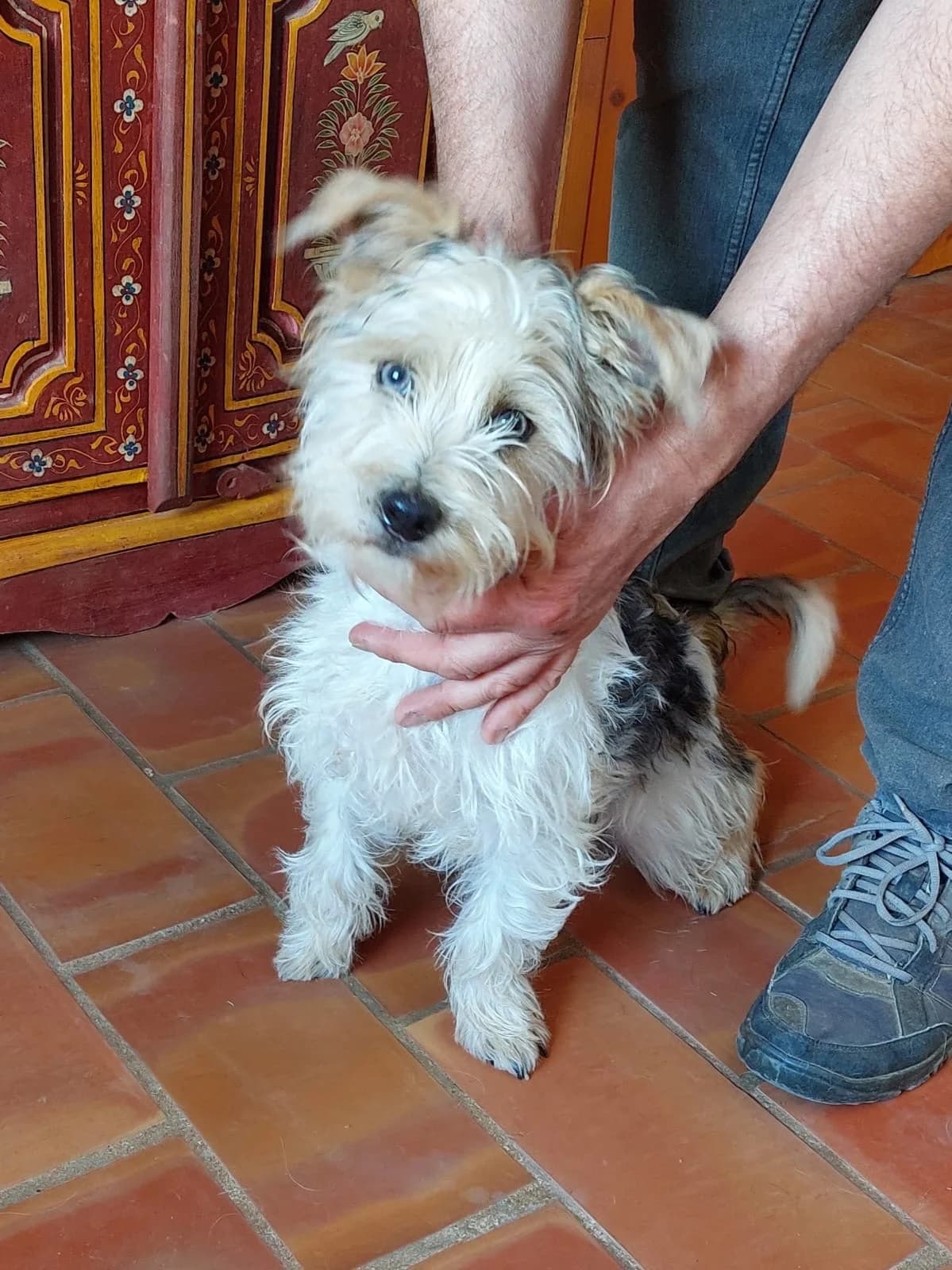Rosco, adorable et gentil croisé bichon, male young Bichon Frisé for adoption at 4 Pattes Sans Frontieres