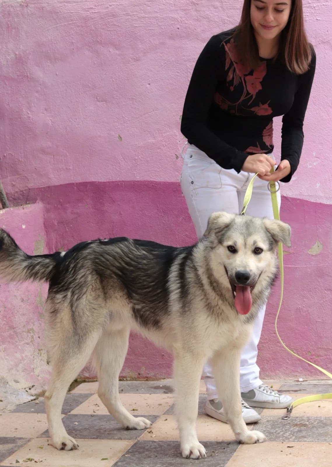 Ben, male Mixed Breed for adoption at 4 Pattes Sans Frontieres