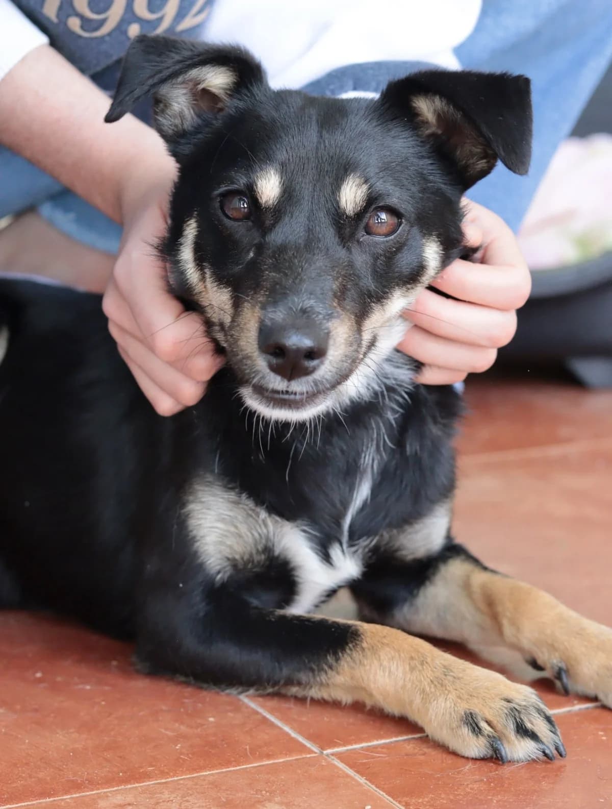 Nuka, female mixed breed for adoption at 4 Pattes Sans Frontieres