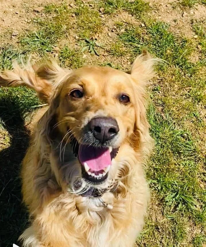 Naika, female 6yo Golden Retriever for adoption at 4 Pattes Sans Frontieres