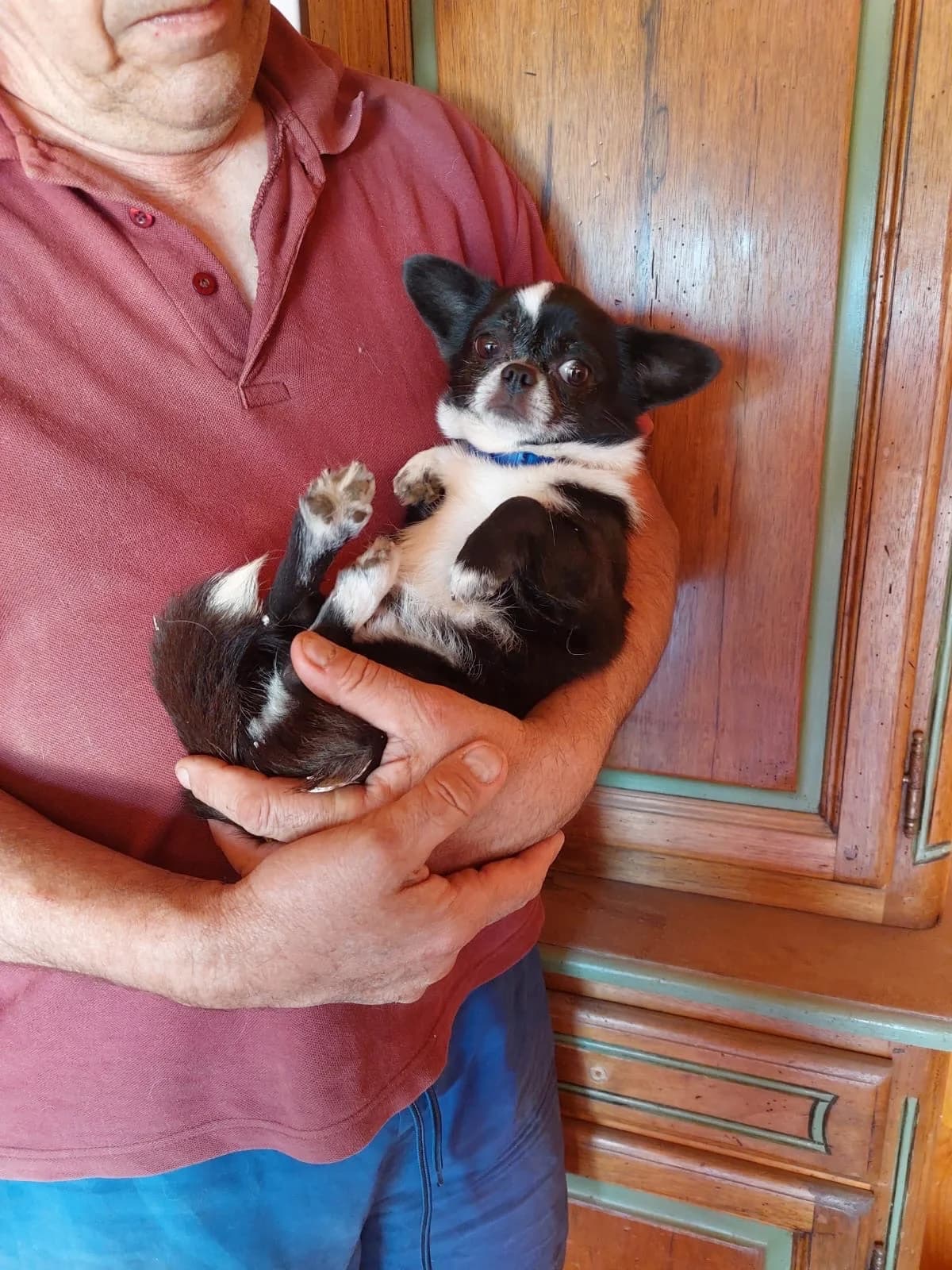 Guizmo, male young Chihuahua for adoption at 4 Pattes Sans Frontieres