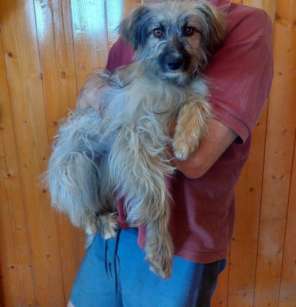 Camélia, female young Bichon Frisé for adoption at 4 Pattes Sans Frontieres