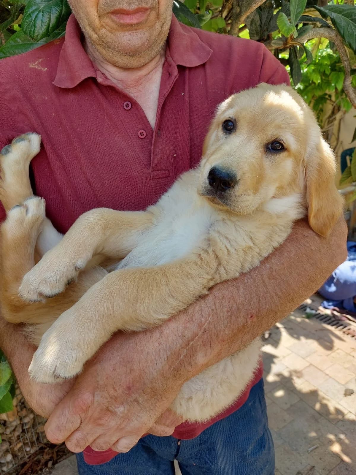 Apple pie, Aaron, Abysse, Amy, male Golden Retriever for adoption at 4 Pattes Sans Frontieres
