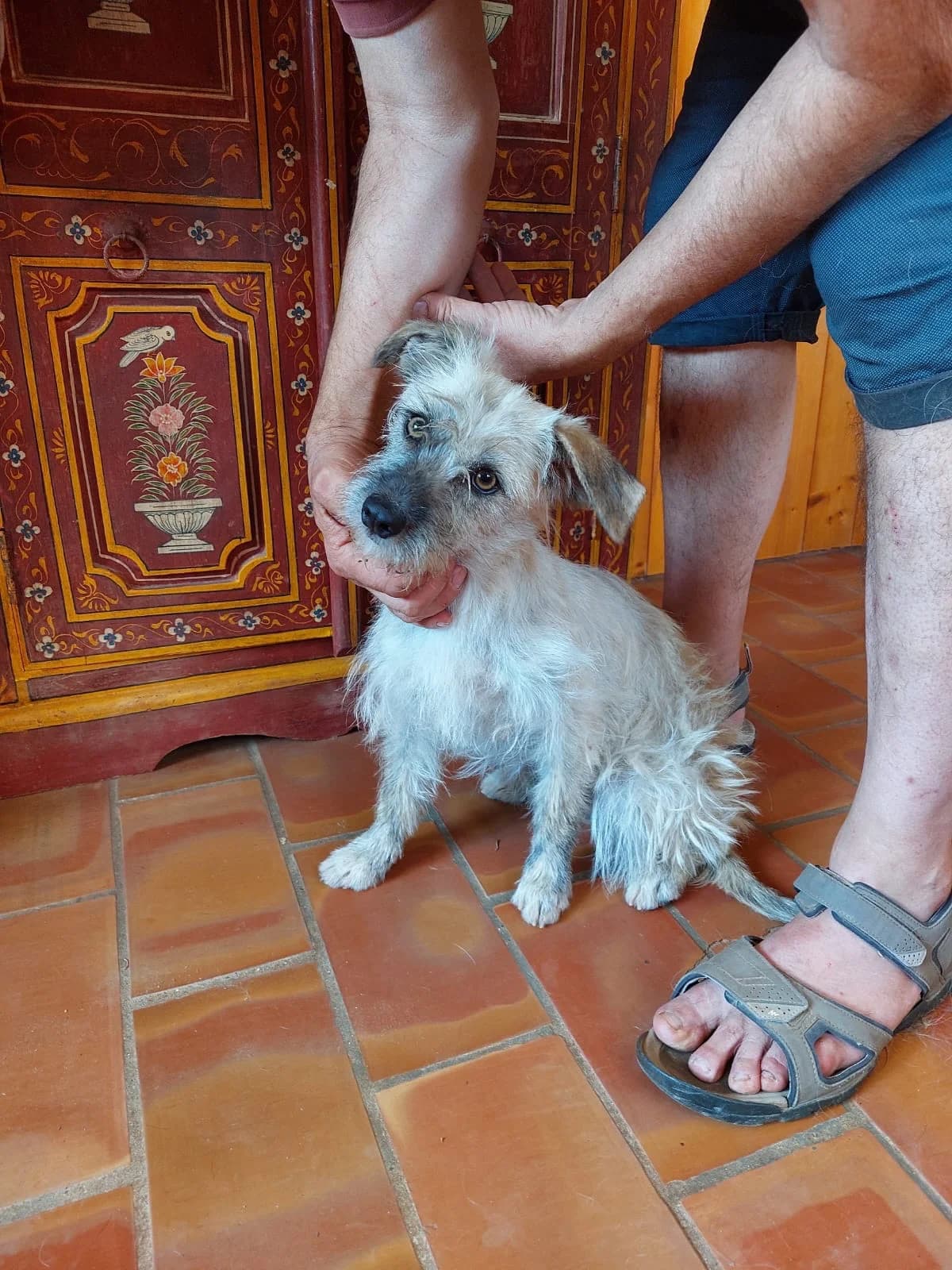 Cala, female young Bichon Frisé for adoption at 4 Pattes Sans Frontieres