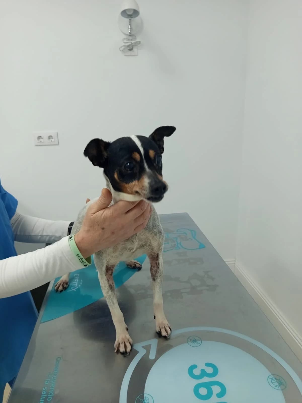 Mafalda, female 3yo mixed breed for adoption at 4 Pattes Sans Frontieres