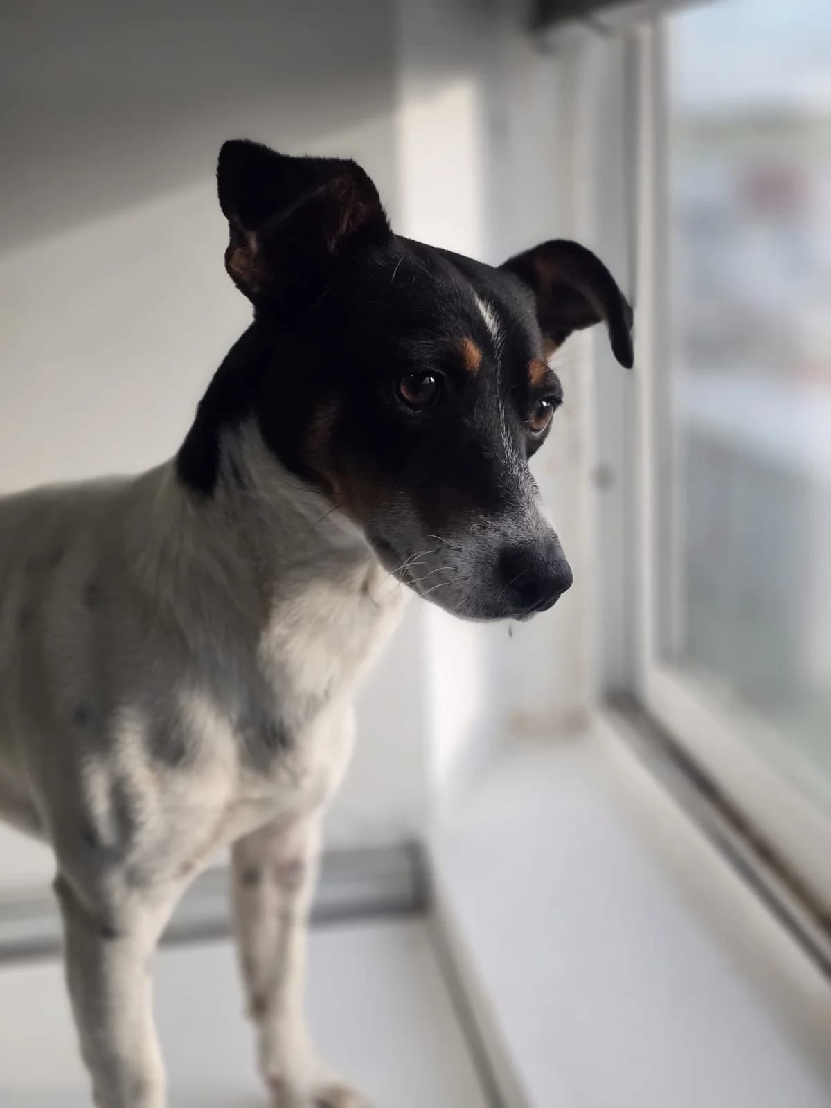Snoopy, male young mixed breed for adoption at 4 Pattes Sans Frontieres