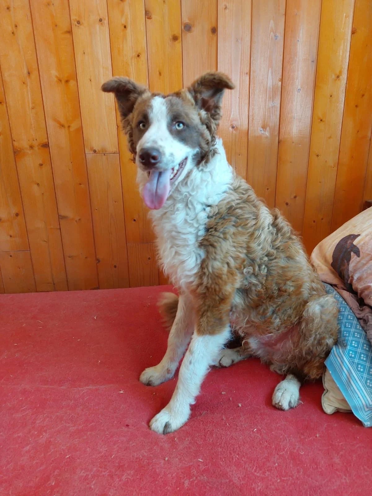 Epaminondo, male young Border Collie for adoption at 4 Pattes Sans Frontieres