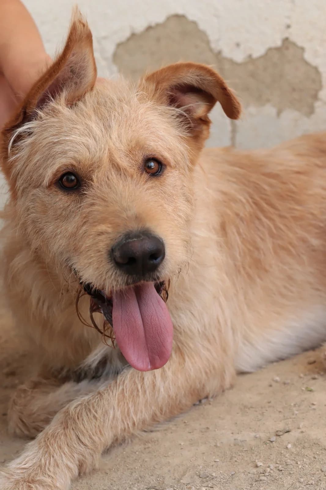 Bran, male young Mixed Breed for adoption at 4 Pattes Sans Frontieres