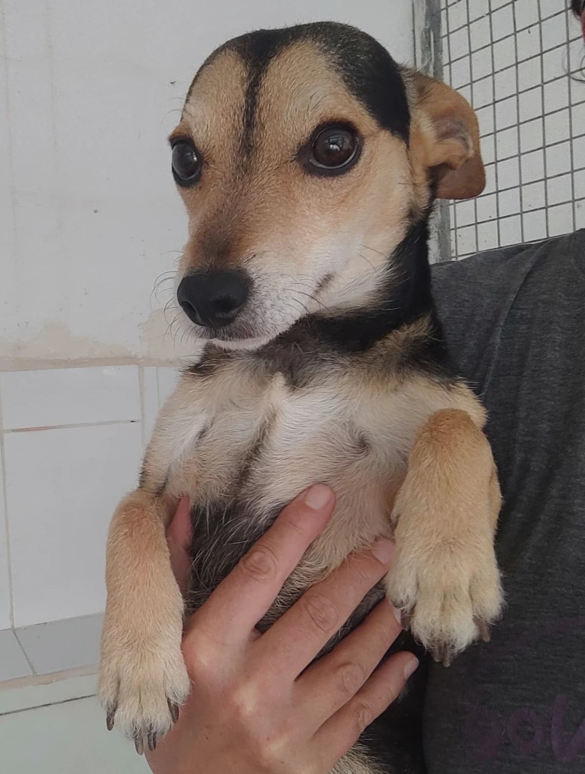 Tomy, male young Mixed Breed for adoption at 4 Pattes Sans Frontieres