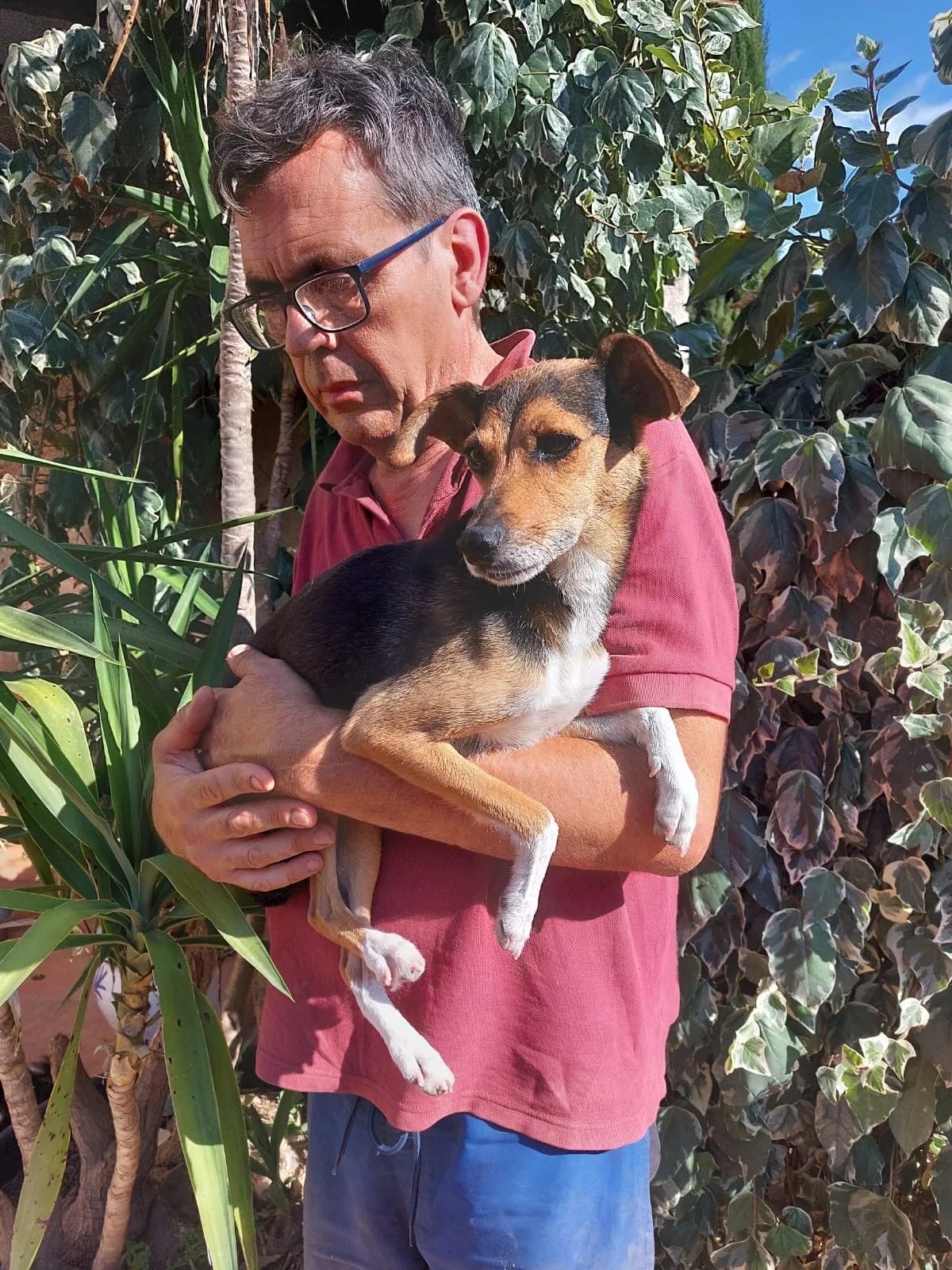 Amarilla, female 5yo mixed breed for adoption at 4 Pattes Sans Frontieres