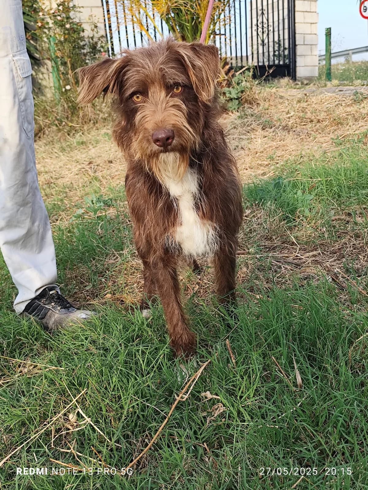 Choco, male young Mixed Breed for adoption at 4 Pattes Sans Frontieres