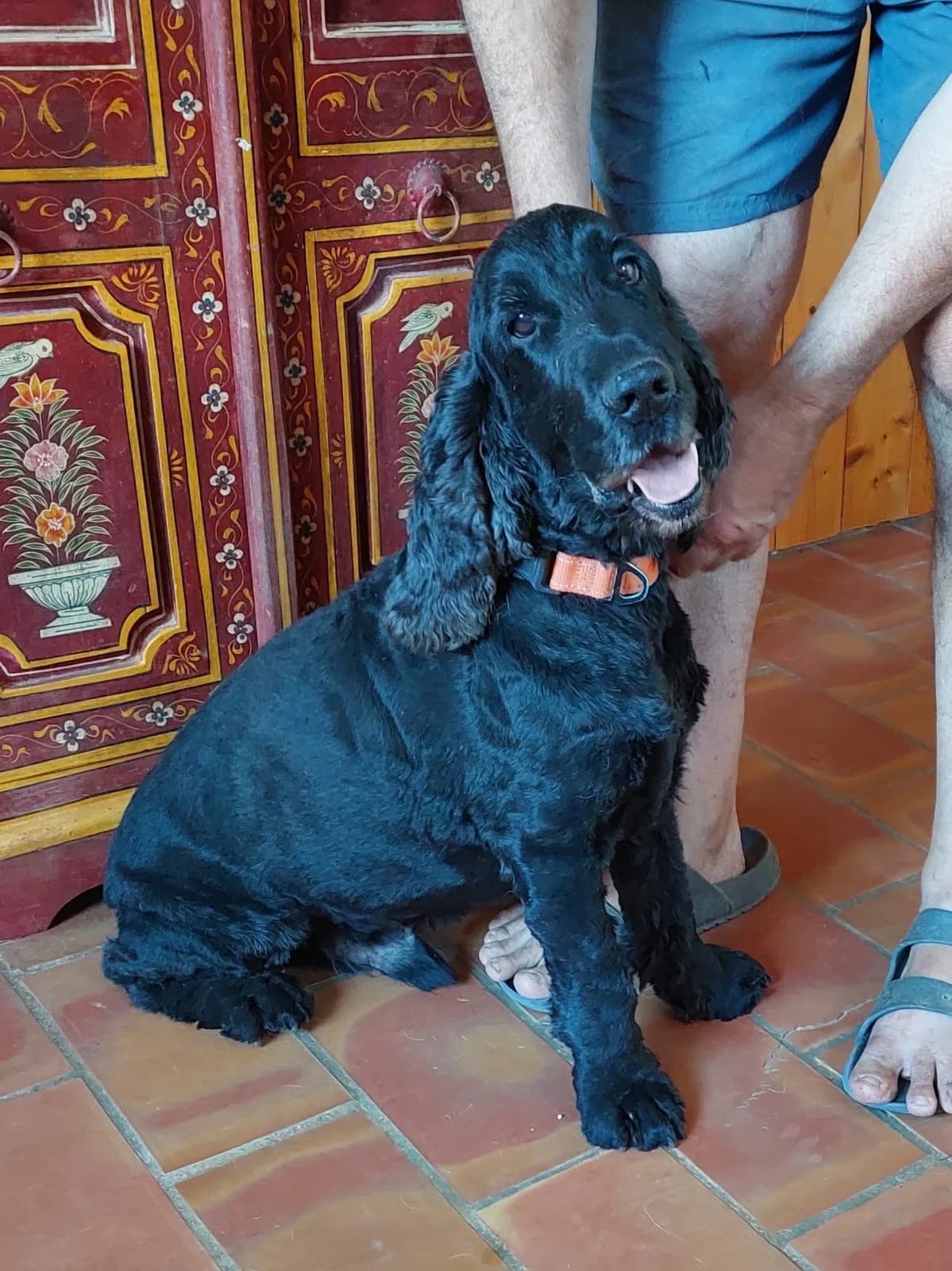 Haddock, male senior Cocker Spaniel for adoption at 4 Pattes Sans Frontieres