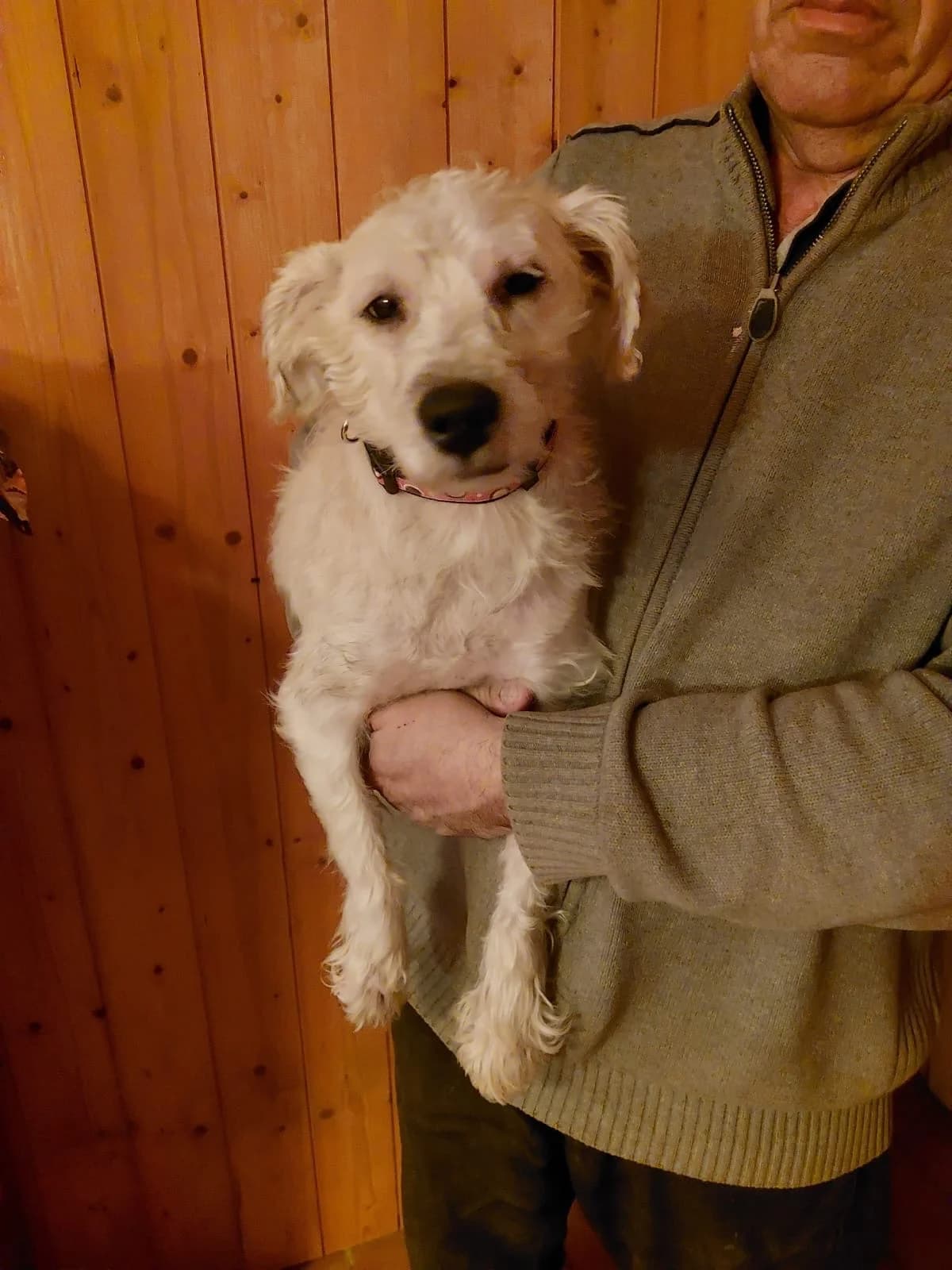 Bambou, male 3yo Maltese for adoption at 4 Pattes Sans Frontieres