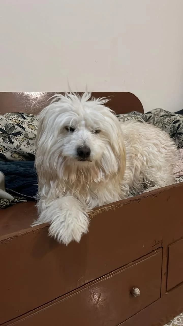 Nash, male young Maltese for adoption at 4 Pattes Sans Frontieres