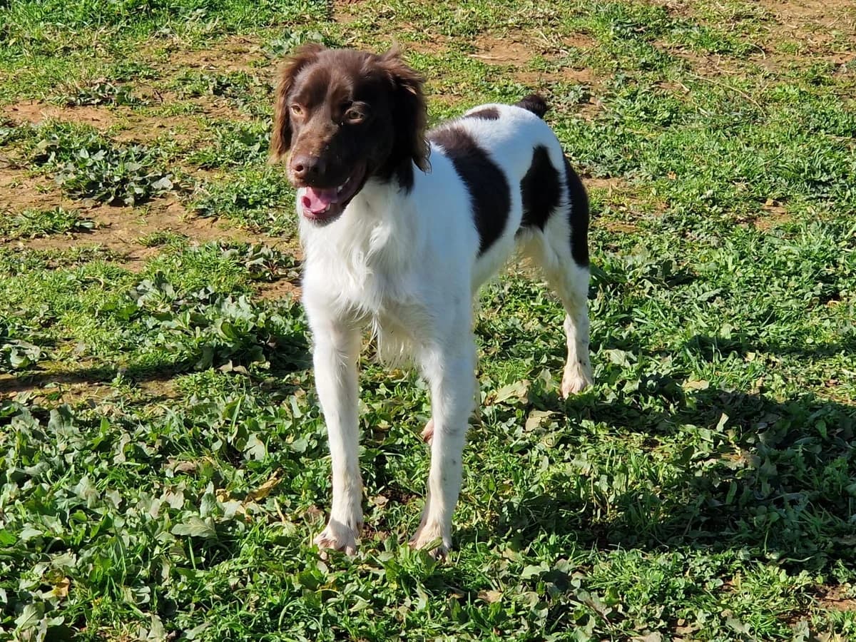 Pinocchio, male Brittany Spaniel for adoption at 4 Pattes Sans Frontieres
