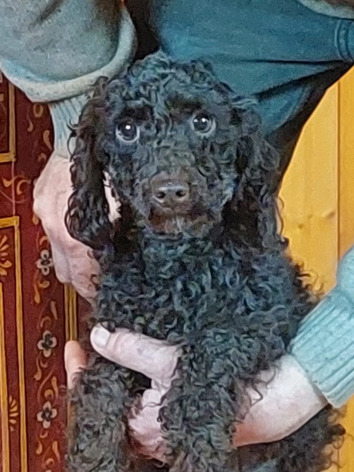 Venus, female young Poodle for adoption at 4 Pattes Sans Frontieres