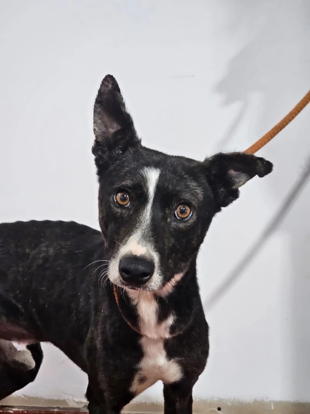 Oréo, male Podenco for adoption at 4 Pattes Sans Frontieres