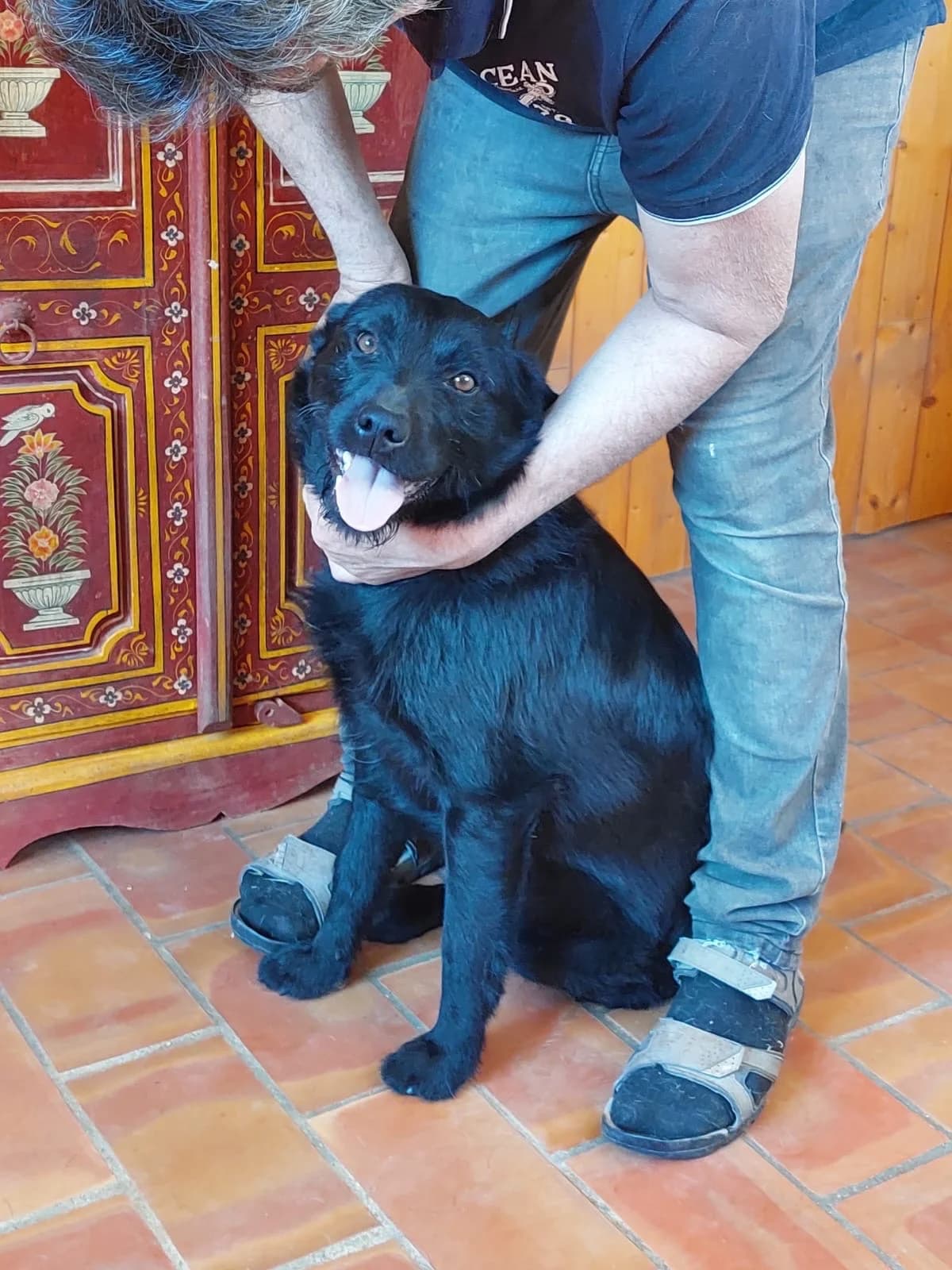 Loki, male young Labrador Retriever for adoption at 4 Pattes Sans Frontieres