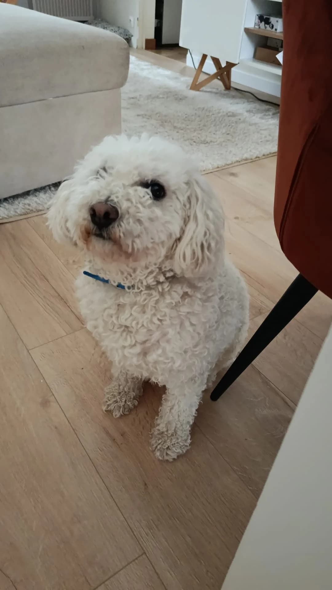 Curly, male 4yo Maltese for adoption at 4 Pattes Sans Frontieres