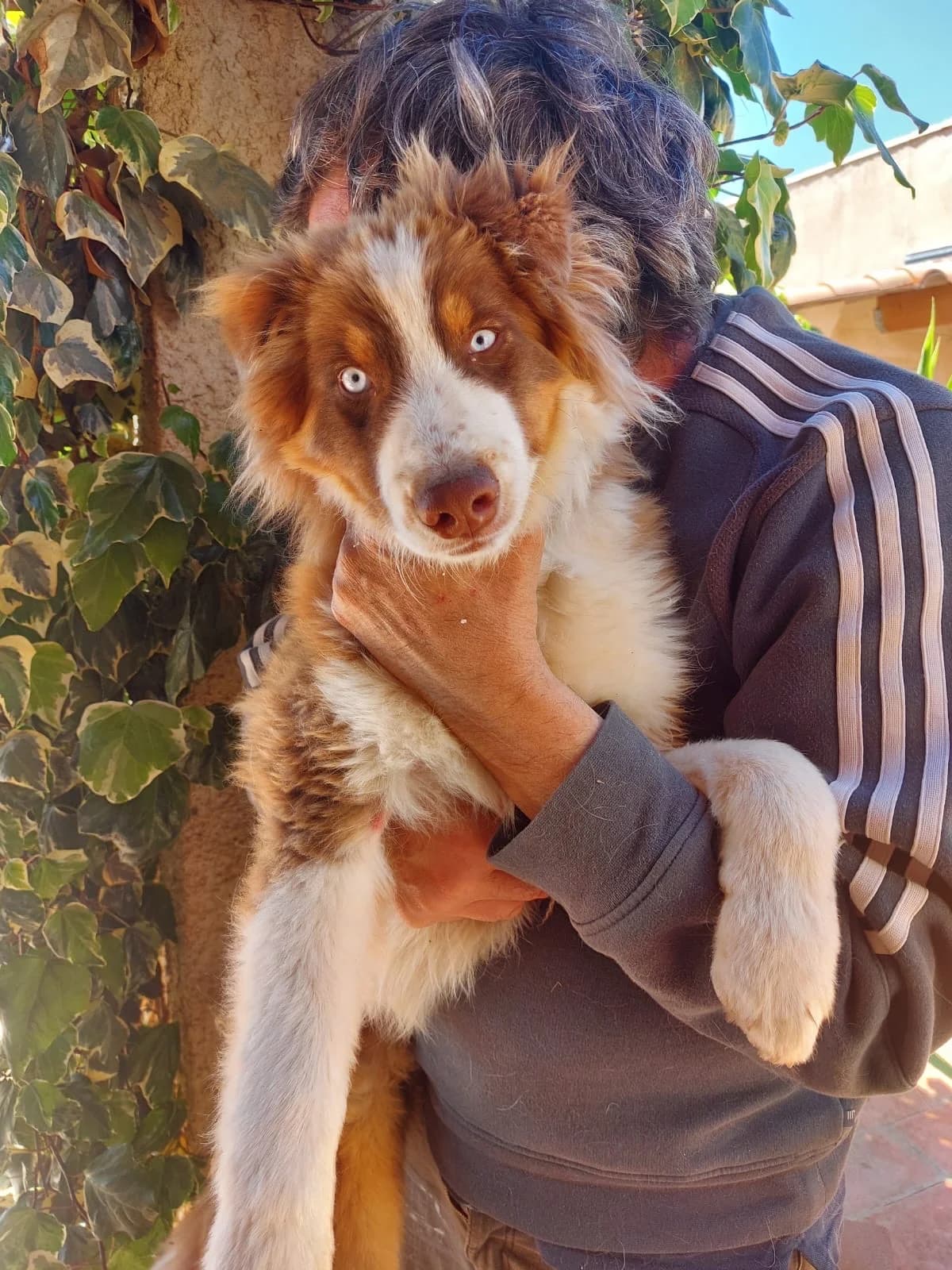 Apache, female Australian Shepherd for adoption at 4 Pattes Sans Frontieres